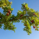 Photography of an Argan Tree or Argan Twig from below, with already reddish discoloured Argan Fruits or Argan Nuts. In the background you see the bright blue sky.