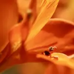 a close up of a flower with a bug on it