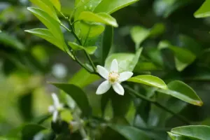 a close up of a flower on a tree
